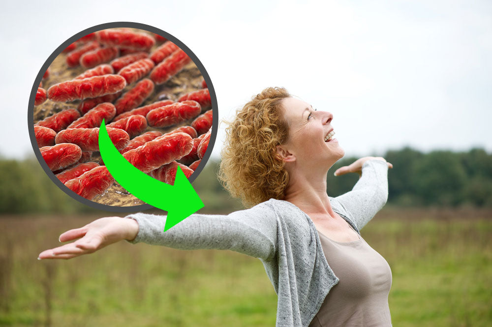 Lactobacillus gasseri probiotic benefits